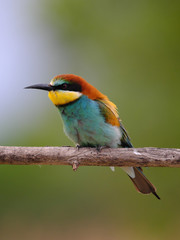 European Bee-Eater - Merops Apiaster on a branch , exotic colorful migratory bird
