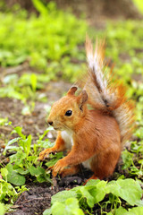 Naklejka na ściany i meble Sciurus. Rodent. A squirrel is sitting on the grass. Beautiful red squirrel in the park