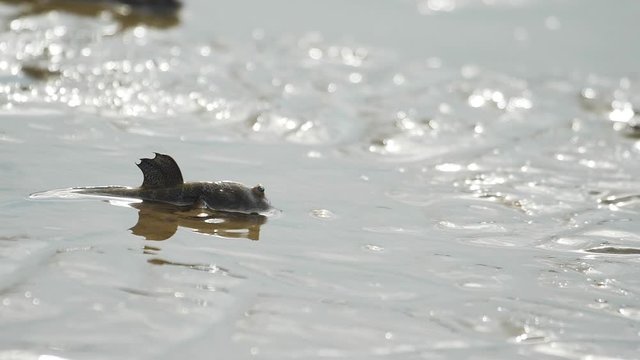 A amphibious fish called mudskipper with its high pectoral fin walks in the mud with its front fins like flippers