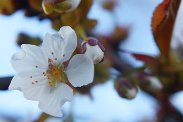 Blooming apple tree in the spring. Beautiful branch of blossoming apple tree. Closeup of aplle tree flowers before sunset in sunlight.
