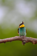 European Bee-Eater - Merops Apiaster on a branch , exotic colorful migratory bird