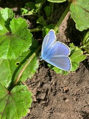 butterfly on flower
