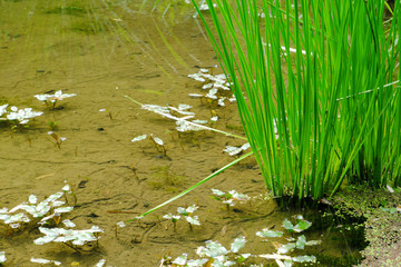 池に生える綺麗な水上植物