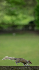 Grey Squirrel on Fence