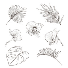 Hand drawn set with tropics leaves and orchid flowers. Vector botanical illustration.