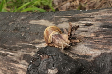 
Grape snail basking in the spring sun