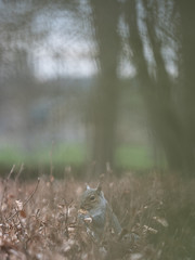 Grey Squirrel in Hedge