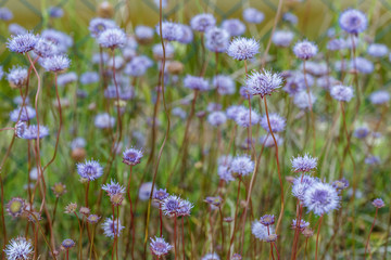 Largos tallos con flores de bocado del diablo. Escabiosa mordida. Succisa pratensis.