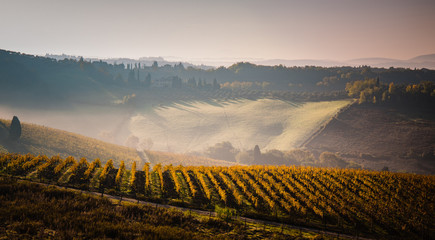 vineyards in Tuscany