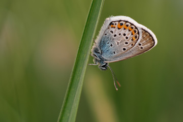 Fototapeta na wymiar Common blue butterfly - polyommatus icarus on the grass
