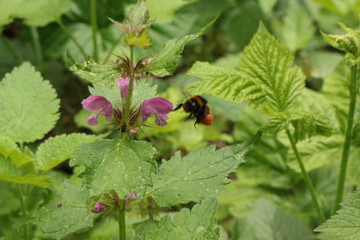 
Bumblebee collects nectar from a 
clairvoyant  flower in a forest