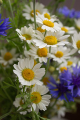 bouquet of daisies and cornflowers