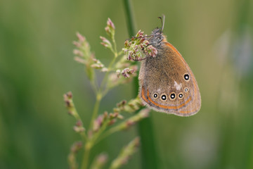 Chestnut heath butterfly - Coenonympha glycerion on the grass