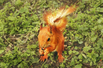 Beautiful red squirrel in the park. Rodent. Squirrel on the grass eats. close up