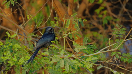 Black bird in its natural habitat- playful.