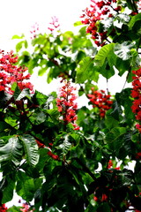 Drzewa kwitnące na wiosnę w parku botanicznym © Andrzej - RajPlanet