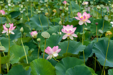 Pond full of lotus flowers, buds and seed pods with big green leaves