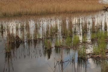 
Reed growing out of the water