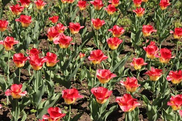 
Red and yellow tulips in the early stages of wilting
