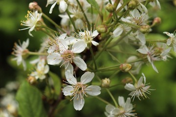 
Blooming garden cherry in white