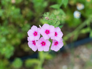 ピンクと赤の花びらの日々草の花