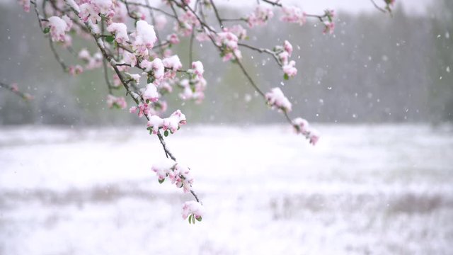 Apple tree blossoms covered in snow during unexpected snowfall in spring. Blooming flowers freezing under white snow in the garden.