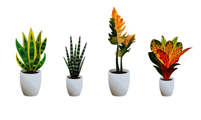 EXOTIC PLANTS VOL. 1 (SANSEVIERIA, PHILODENDRON, CROTON) © Masrul