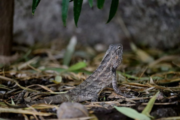 lizard on rack