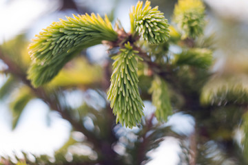 Fir branch with fresh shoots in the spring on a background of blue sky. Young green shoots and cones were eaten in spring. Fir branches on a blue background.