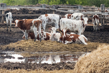 Motley cows on a dairy farm. Mammal animal is a domestic animal in agriculture. Bulls and cows in...