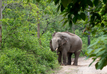 A big angry male Elephant (Tusker) in Jim Corbett National park