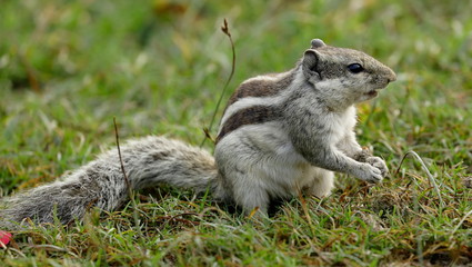 Squirrel in the field