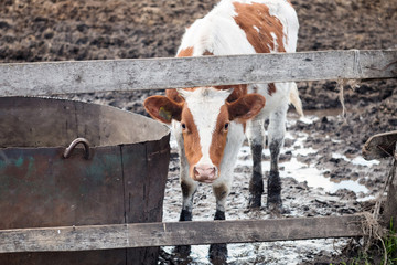 Young white and red calf on a dairy farm. Mammal animal pet in agriculture. Young bull in the stall. Year of the bull.
Background for your projects, free space for text.