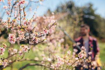 Man hand spraying blooming tree in orchard with garden bottle aerosol against pest