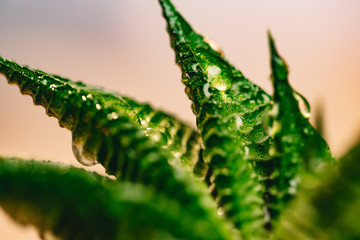 Aloe Vera plant