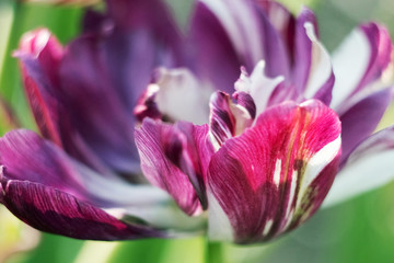 Luxurious blooming tulip. Blooming tulips. Amazing motley purple tulip flowers blooming in the field.