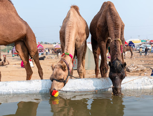 Portrait of decorated camels in Pushkar camel fair, Rajasthan, India.