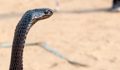 Obraz premium Portrait shot of Indian Cobra snake at Pushkar, Rajasthan
