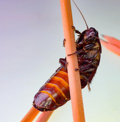Karaczan  © Magda