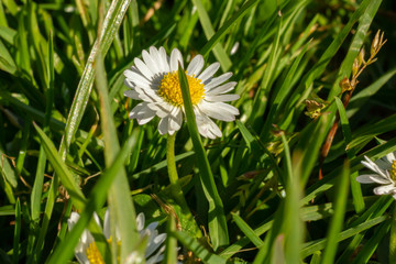 Daisy, close-up, amongst grass on sunny day