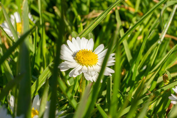 Daisy, close-up, amongst grass on sunny day