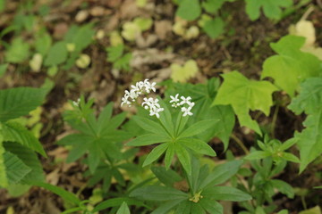 Fototapeta premium Tender white flowers bloom in the spring forest.