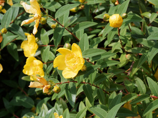 Hypericum calycinum | Millepertuis à calice persistant ou millepertuis à grandes fleurs...
