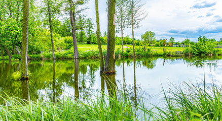 Trees growing in a middle of a water
