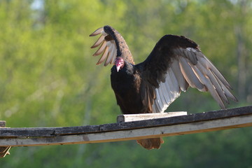 Turkey Vulture bird with wings spread