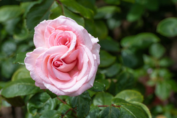 Rosa blühende Rose mit Hecke