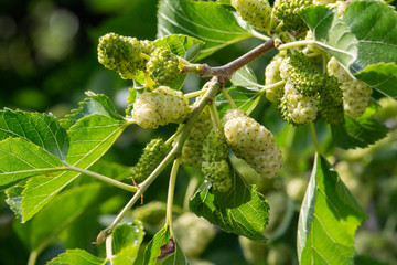 Close up organic mature white mulberry