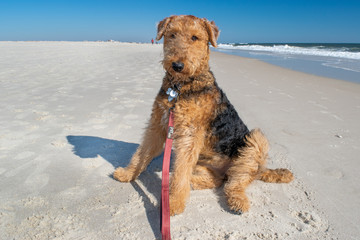 dog on the beach