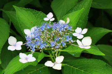 紫陽花