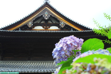 紫陽花と寺
